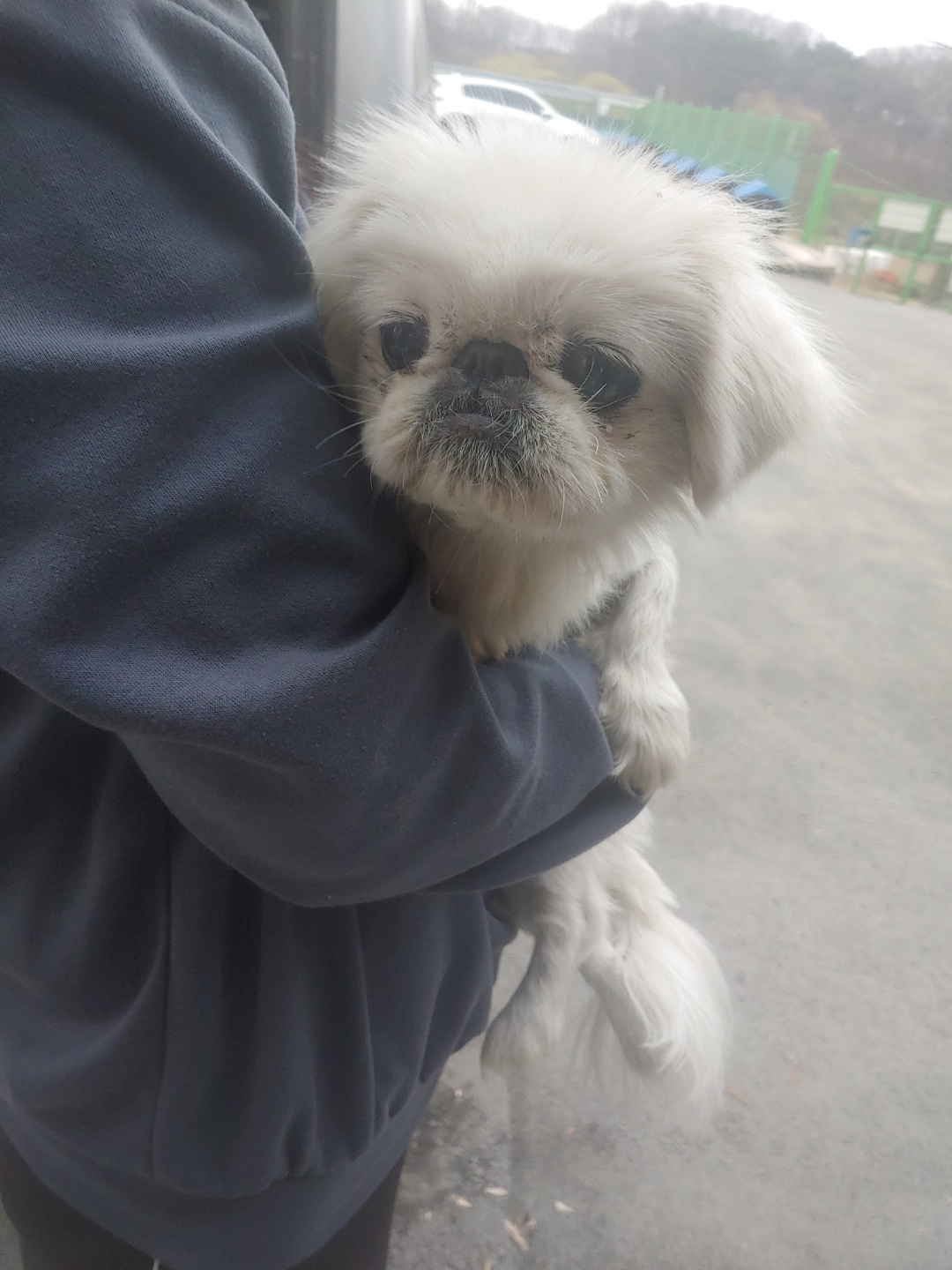 충북 청주 가덕중학교 후문 뒤에서 페키니즈 발견 보호 
